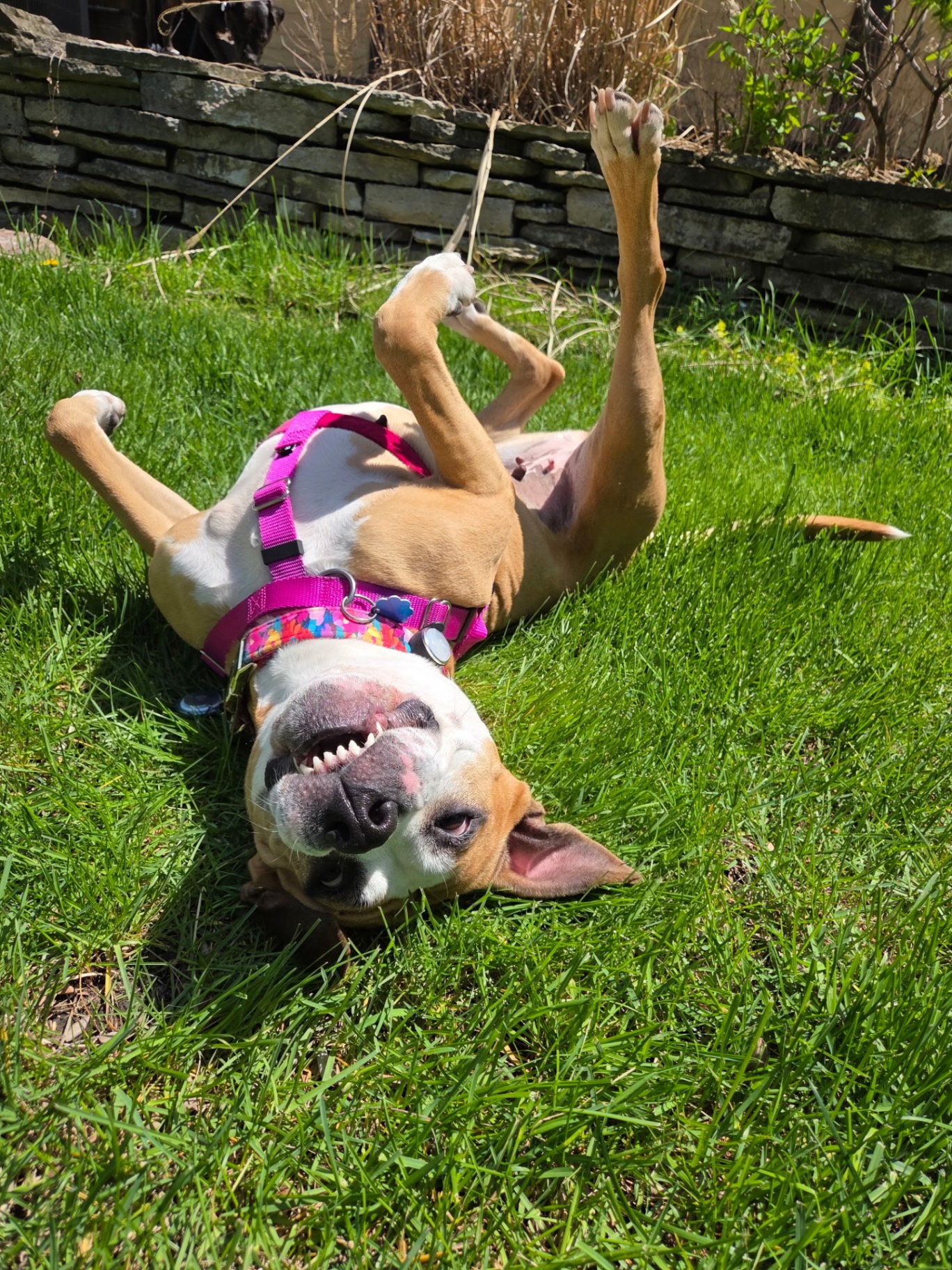 Happy dog rolling in the backyard grass in Lombard, IL