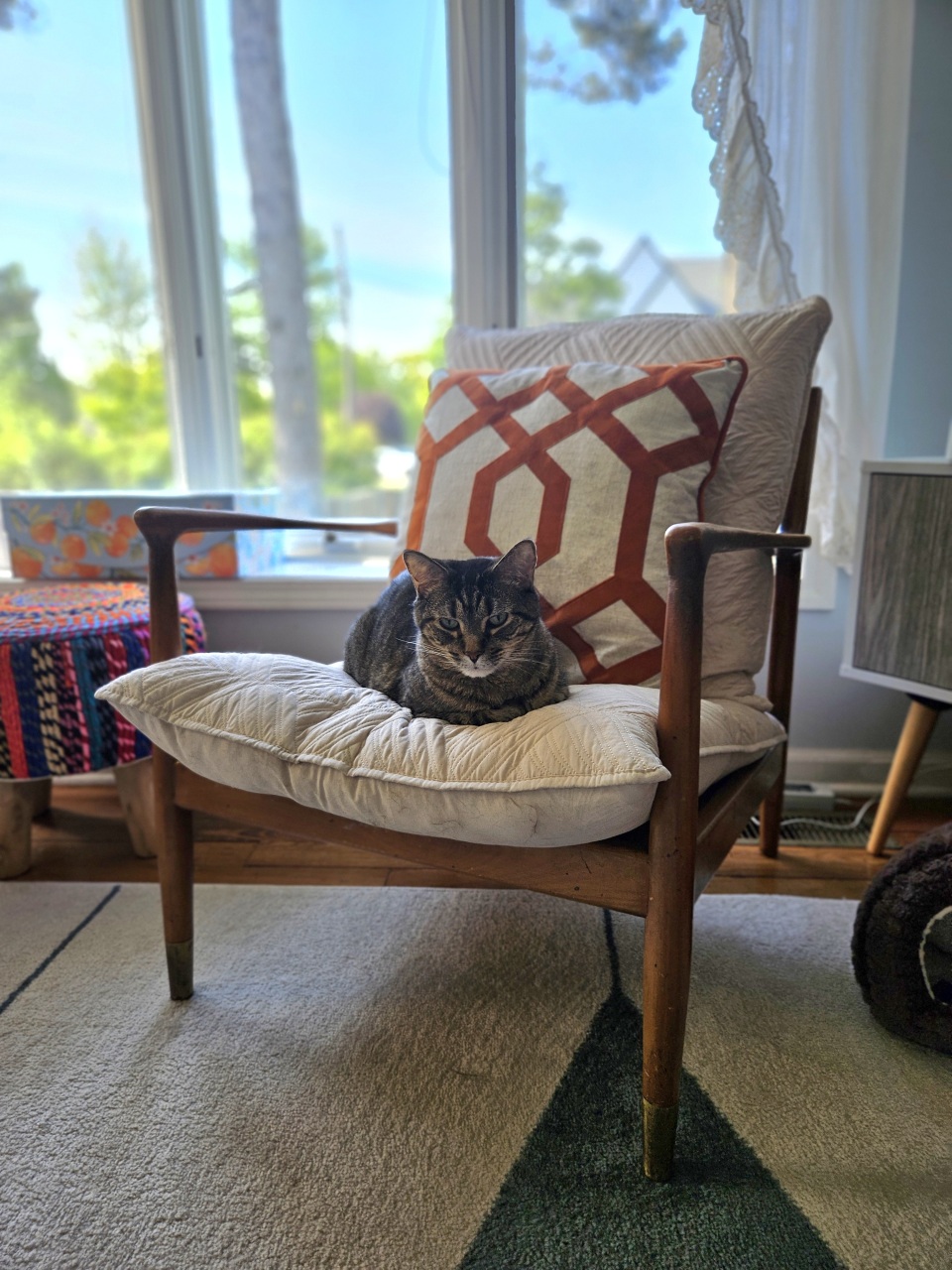 Grey tabby cat curled up on a sunny armchair during a cat sitting visit in Elmhurst, IL