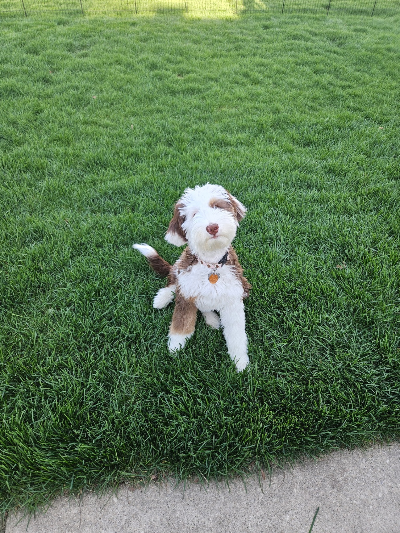 Bernedoodle puppy on a dog walk in Villa Park, IL