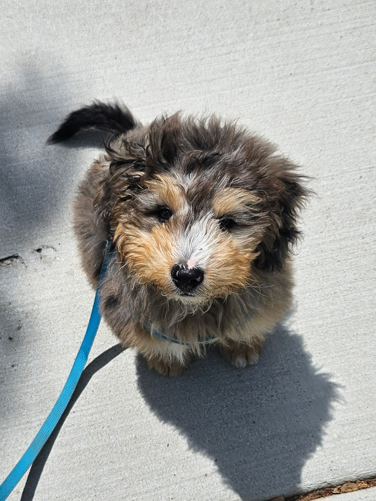 Aussiedoodle puppy on a dog walk in Addison, IL