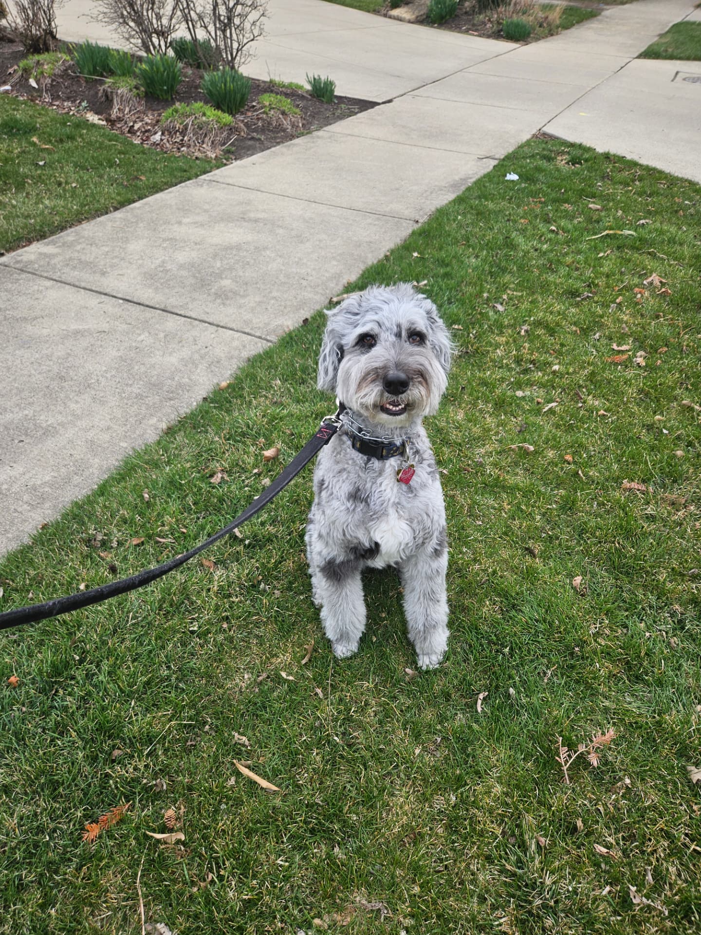 Grey schnoodle sitting in the grass on a leash during a dog walk in Elmhurst, IL