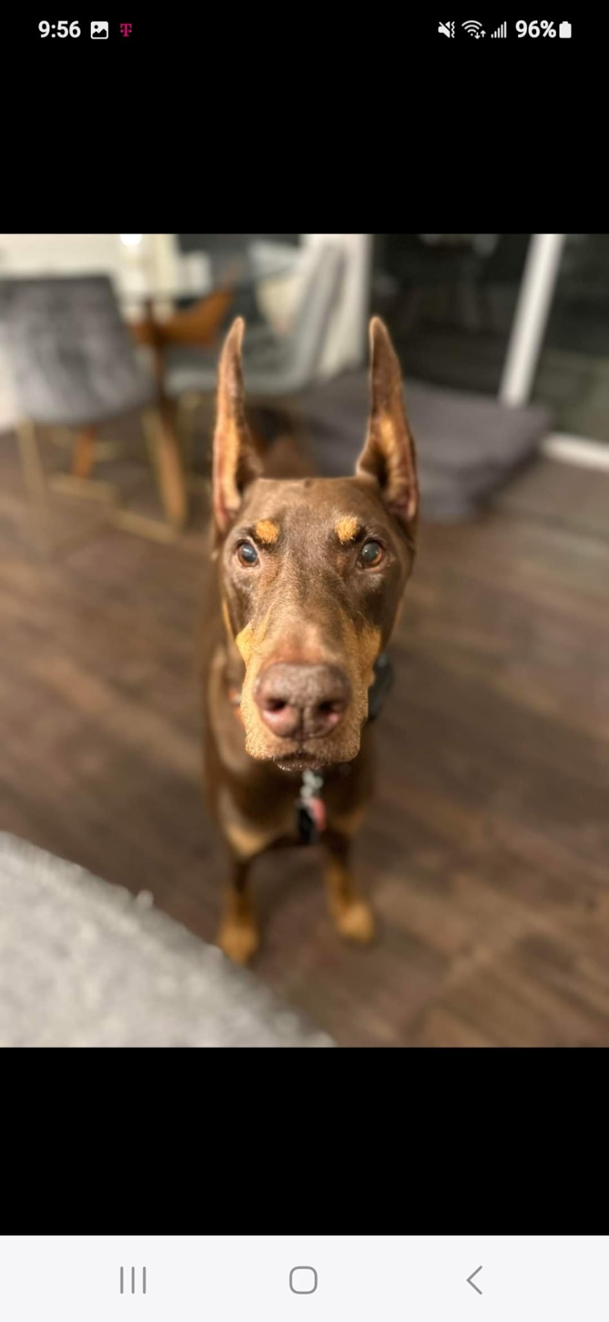 Doberman during a pet sitting visit in Oak Brook, IL