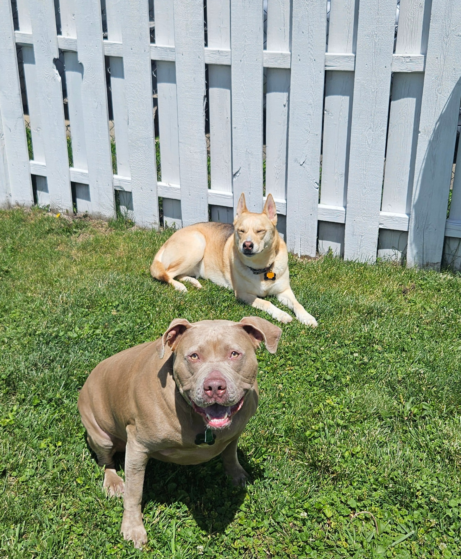Pit bull and shepherd mix relaxing in a sunny backyard during a pet sitting visit in Elmhurst, IL