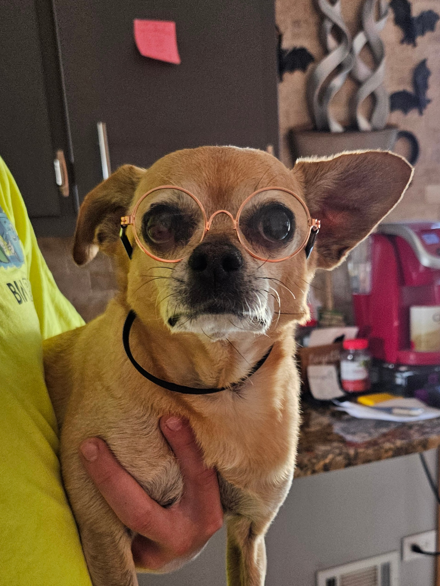 Tan chihuahua wearing round glasses held by a Leash Adventures pet sitter in Elmhurst, IL