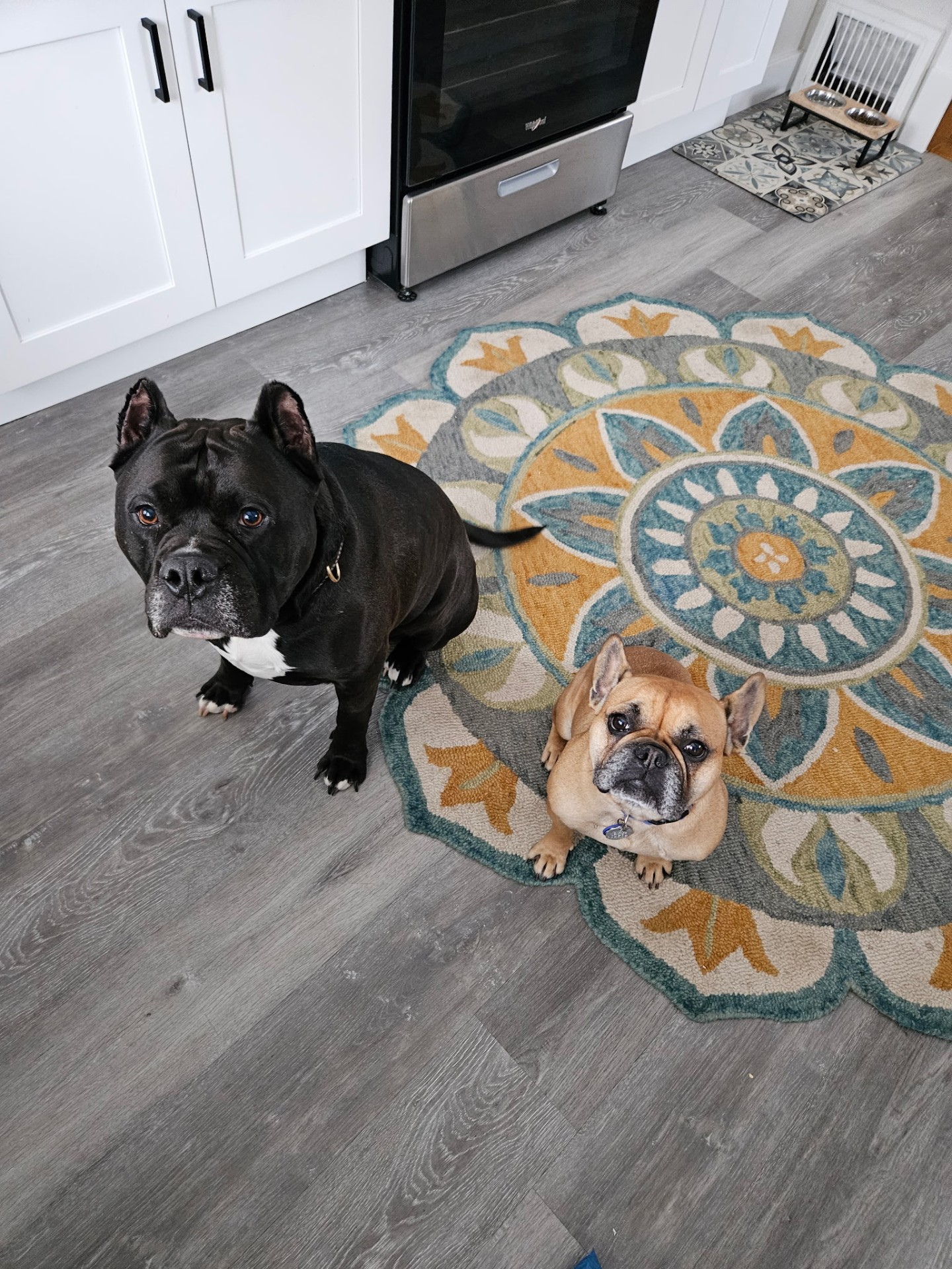 Two French Bulldogs during a pet sitting visit in Addison, IL