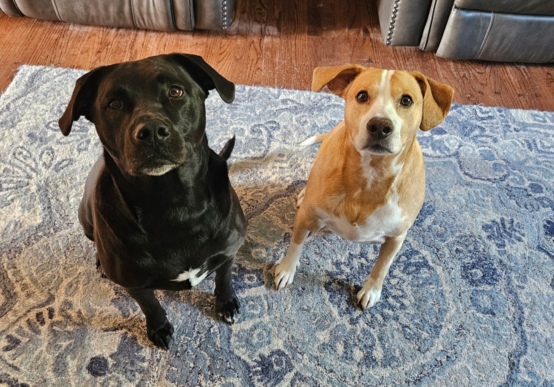 Professional Dog Walking in the Chicago Western Suburbs — professional pet care in the Chicago western suburbs