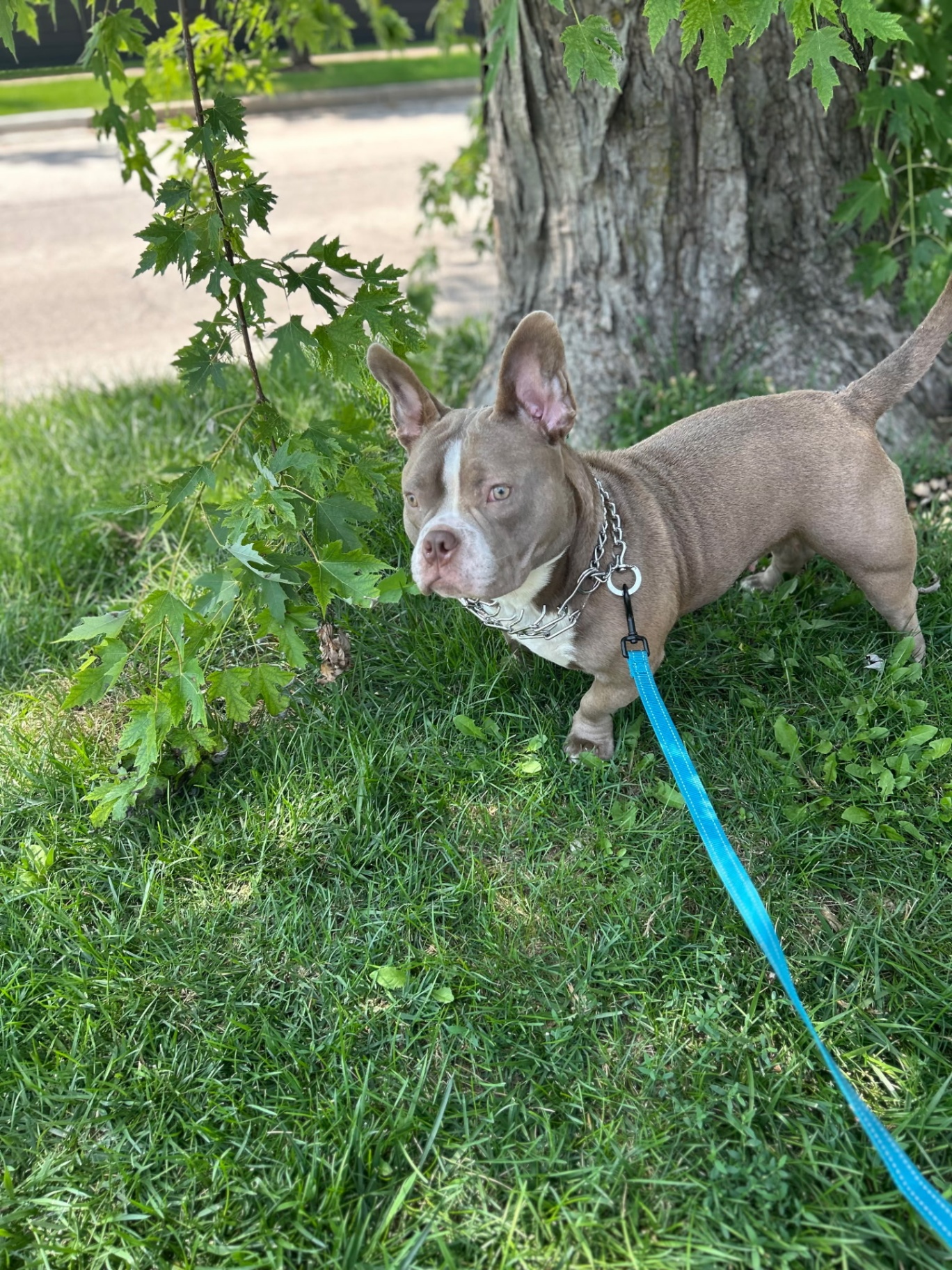 American Bully on a dog walk in Wood Dale, IL
