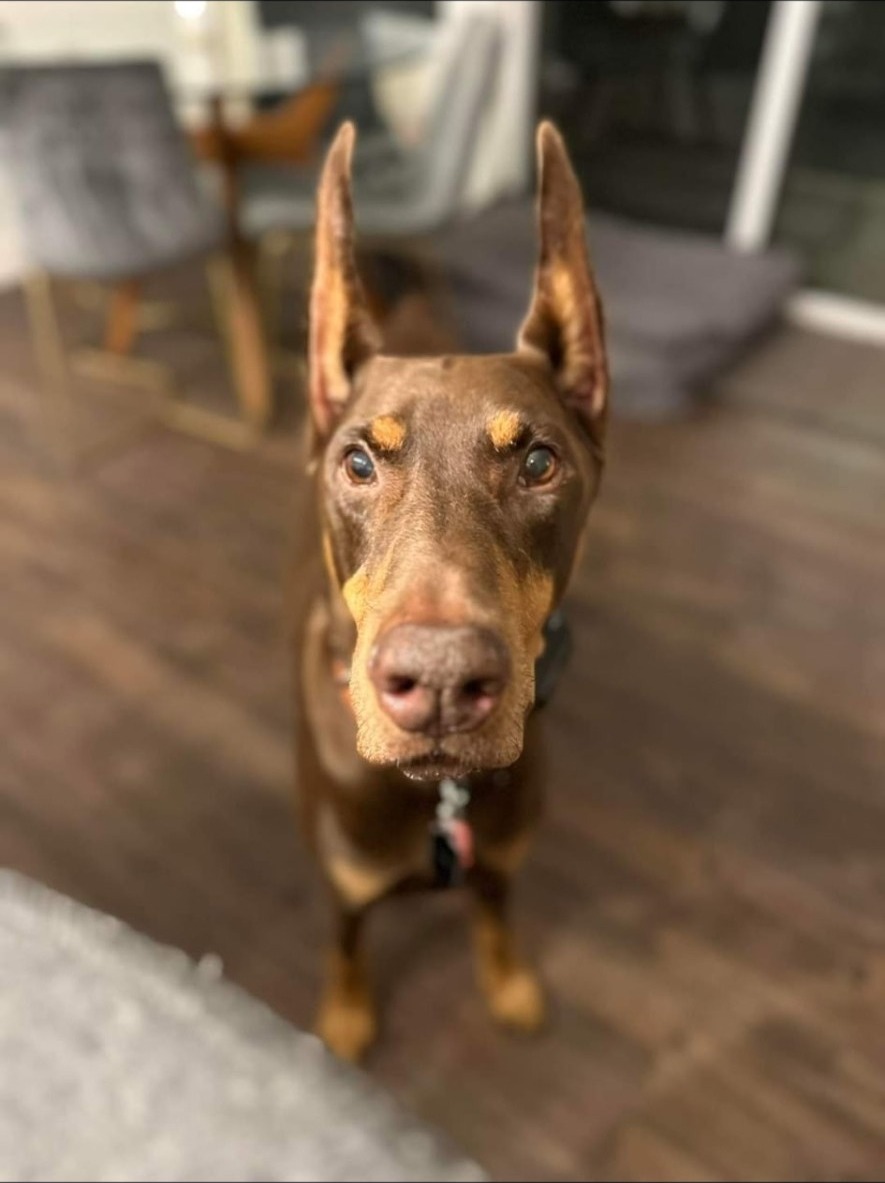 Doberman during a pet sitting visit in Oak Brook, IL