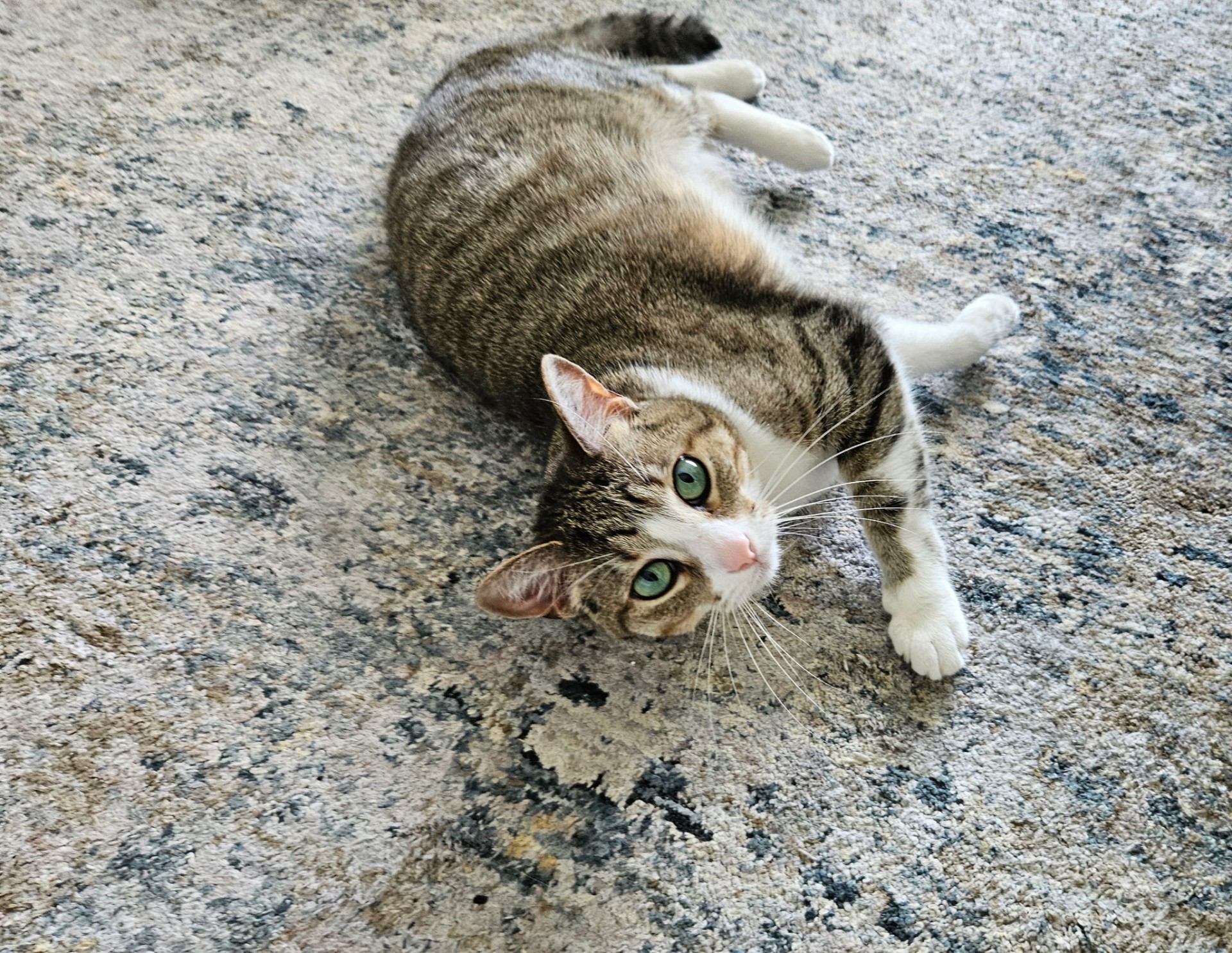 Tabby cat rolling on the rug during an in-home pet sitting visit in Elmhurst, IL