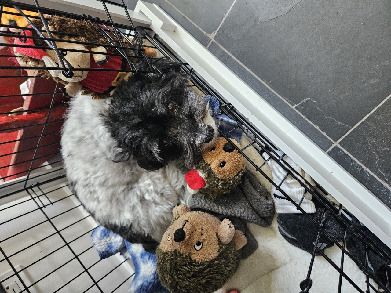 Fluffy black and white puppy resting with her toys during a pet sitting visit in Elmhurst, IL