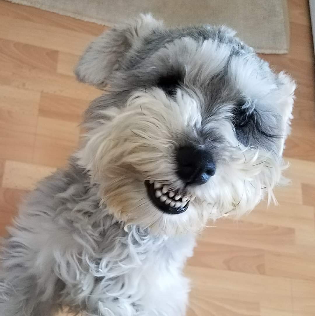 Miniature Schnauzer puppy smiling during a pet sitting visit in Elmhurst, IL