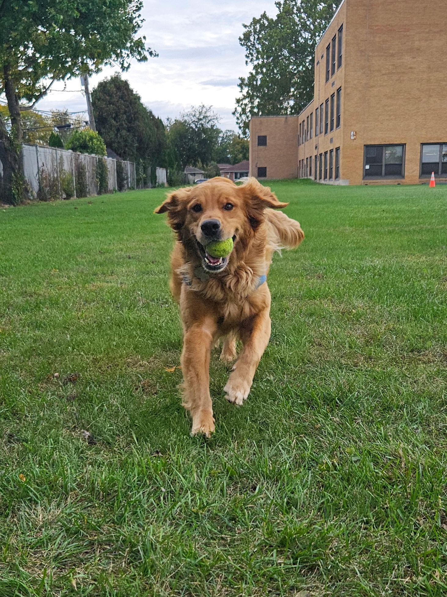 Dog Park Adventures in Elmhurst & the Western Suburbs — professional pet care in the Chicago western suburbs
