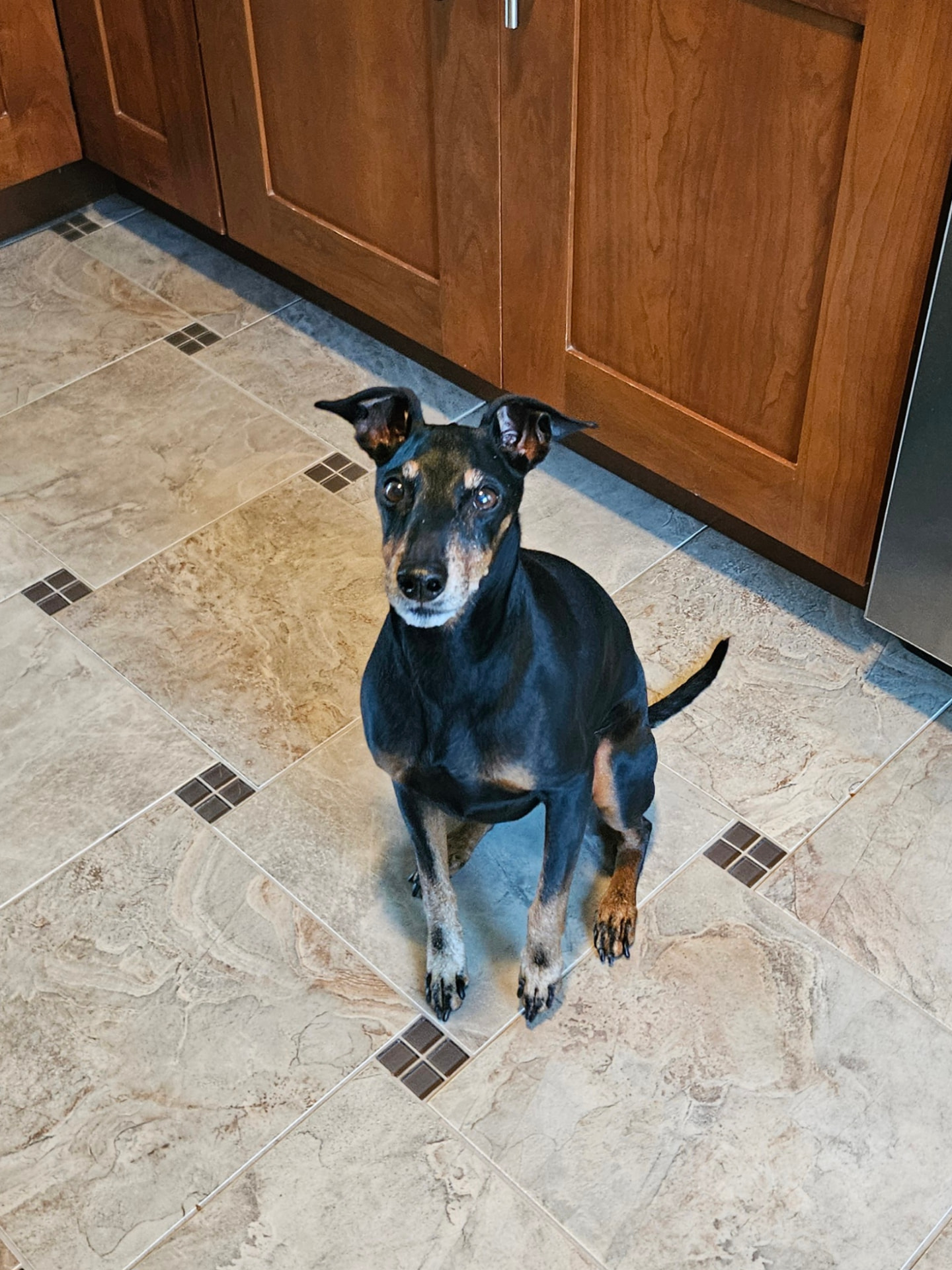 Manchester terrier sitting in the kitchen during a pet sitting visit in Elmhurst, IL