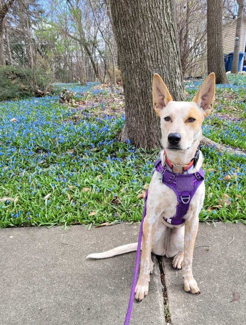 Cattle dog mix on a dog walk in Lombard, IL
