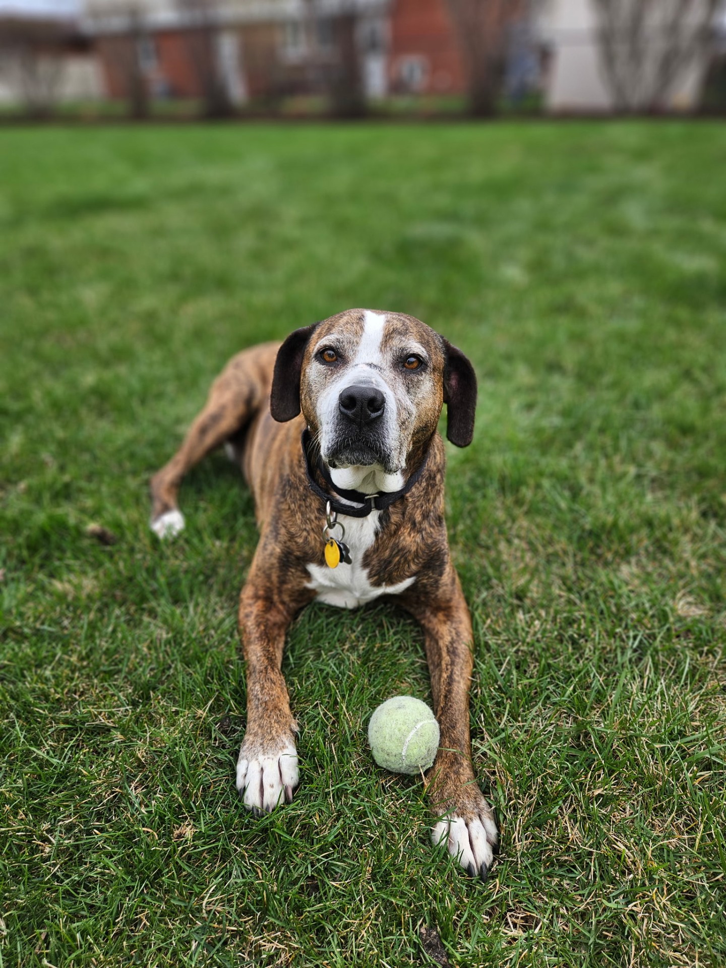Boxer mix playing fetch on a dog walk in Bensenville, IL