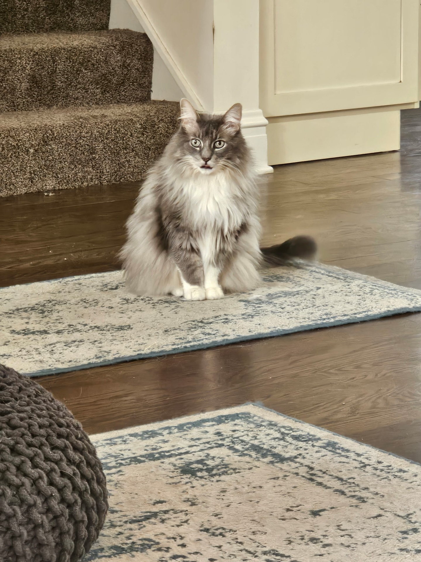 Longhair cat during a pet sitting visit in Oak Brook, IL