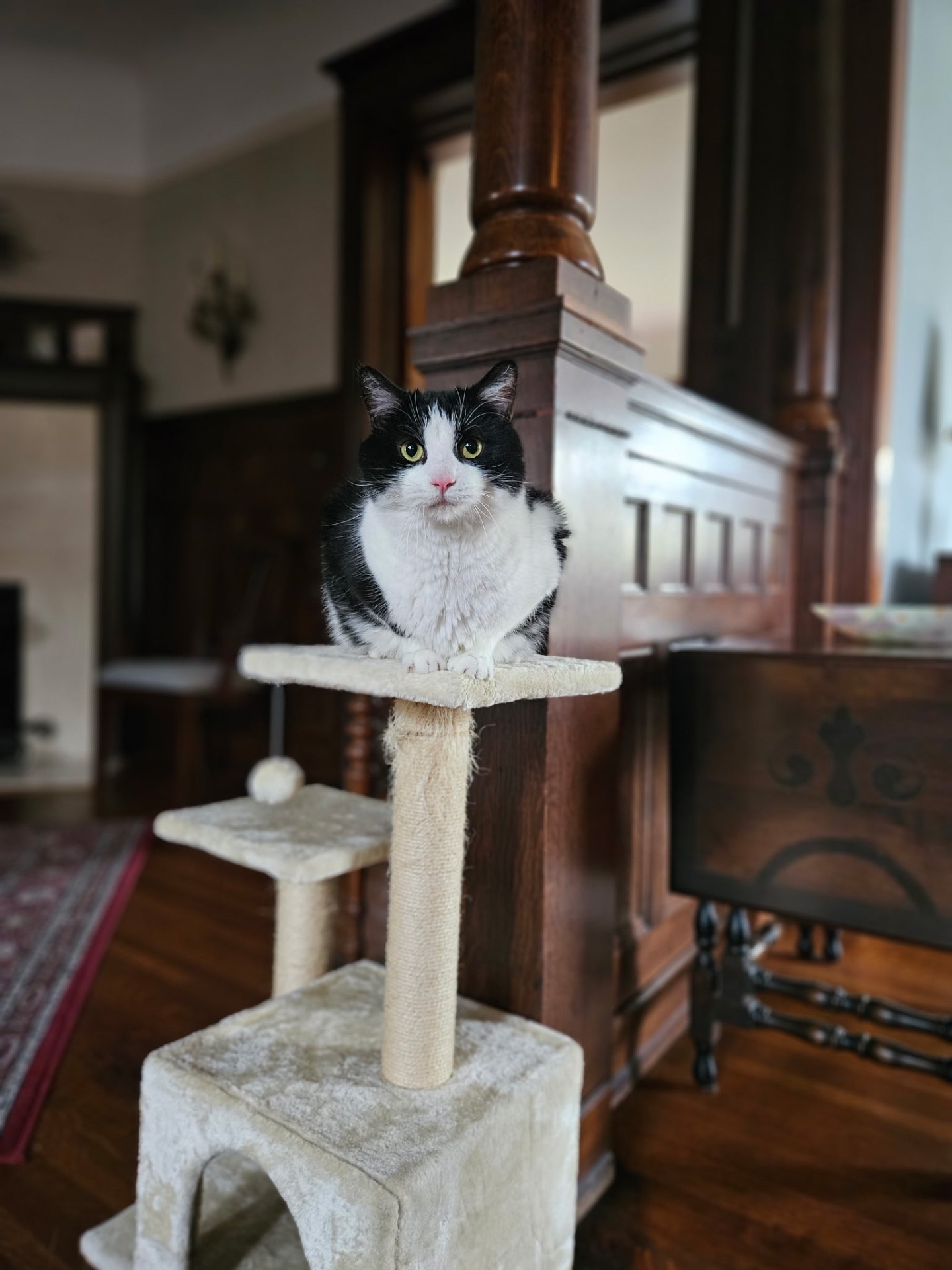 Tuxedo cat perched on a cat tree during a pet sitting visit in Elmhurst, IL