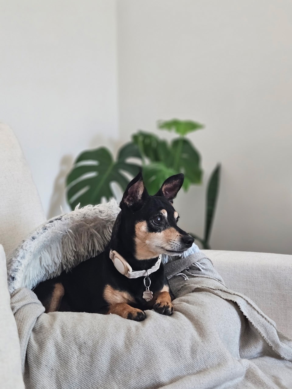 Senior Chihuahua relaxing during an in-home pet sitting visit in Villa Park, IL