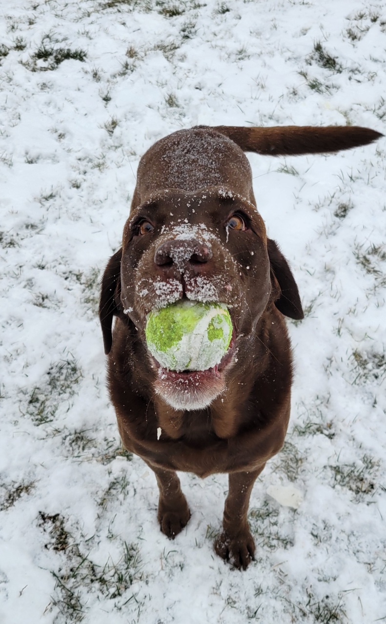 Chocolate Labrador holding a tennis ball in the snow on a dog walk in Elmhurst, IL