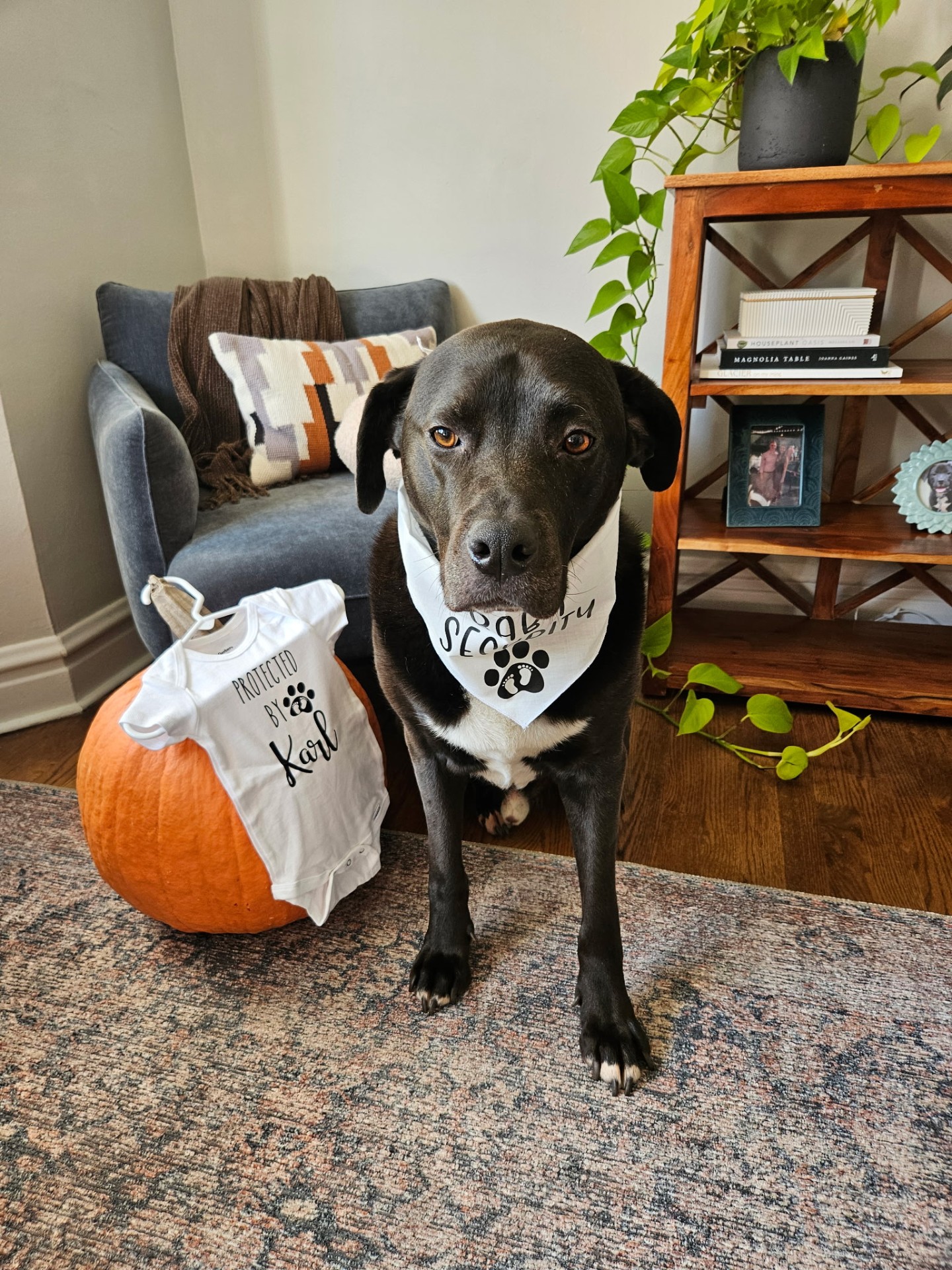 Labrador in a Security bandana for a fall pet sitting visit in Elmhurst, IL