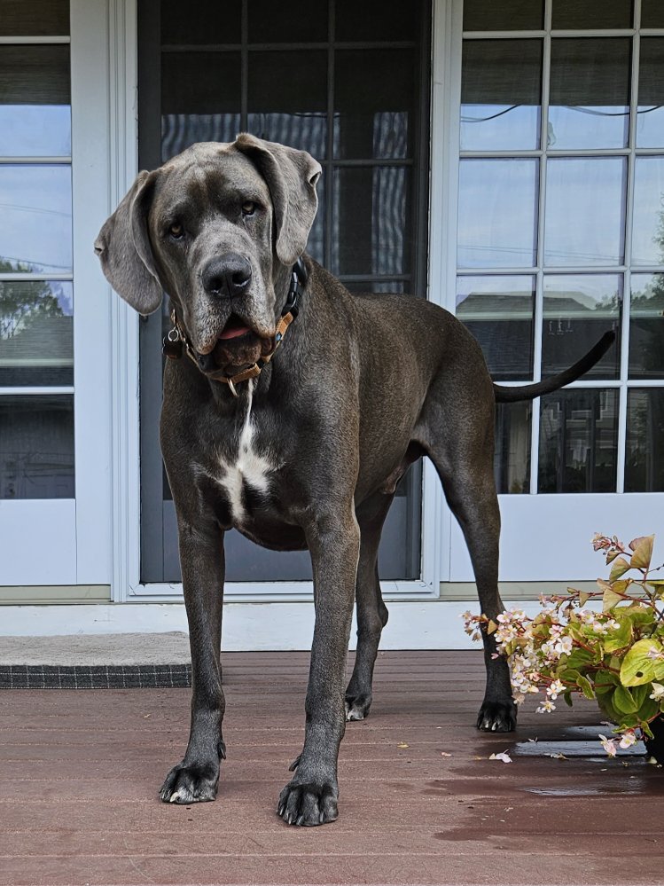 Great Dane standing on the front porch during a pet sitting visit in Elmhurst, IL