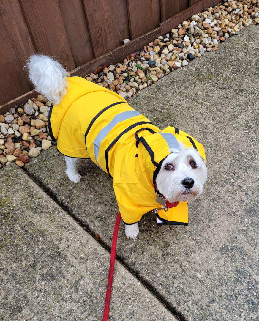 White terrier in a yellow raincoat on a rainy day dog walk in Elmhurst, IL