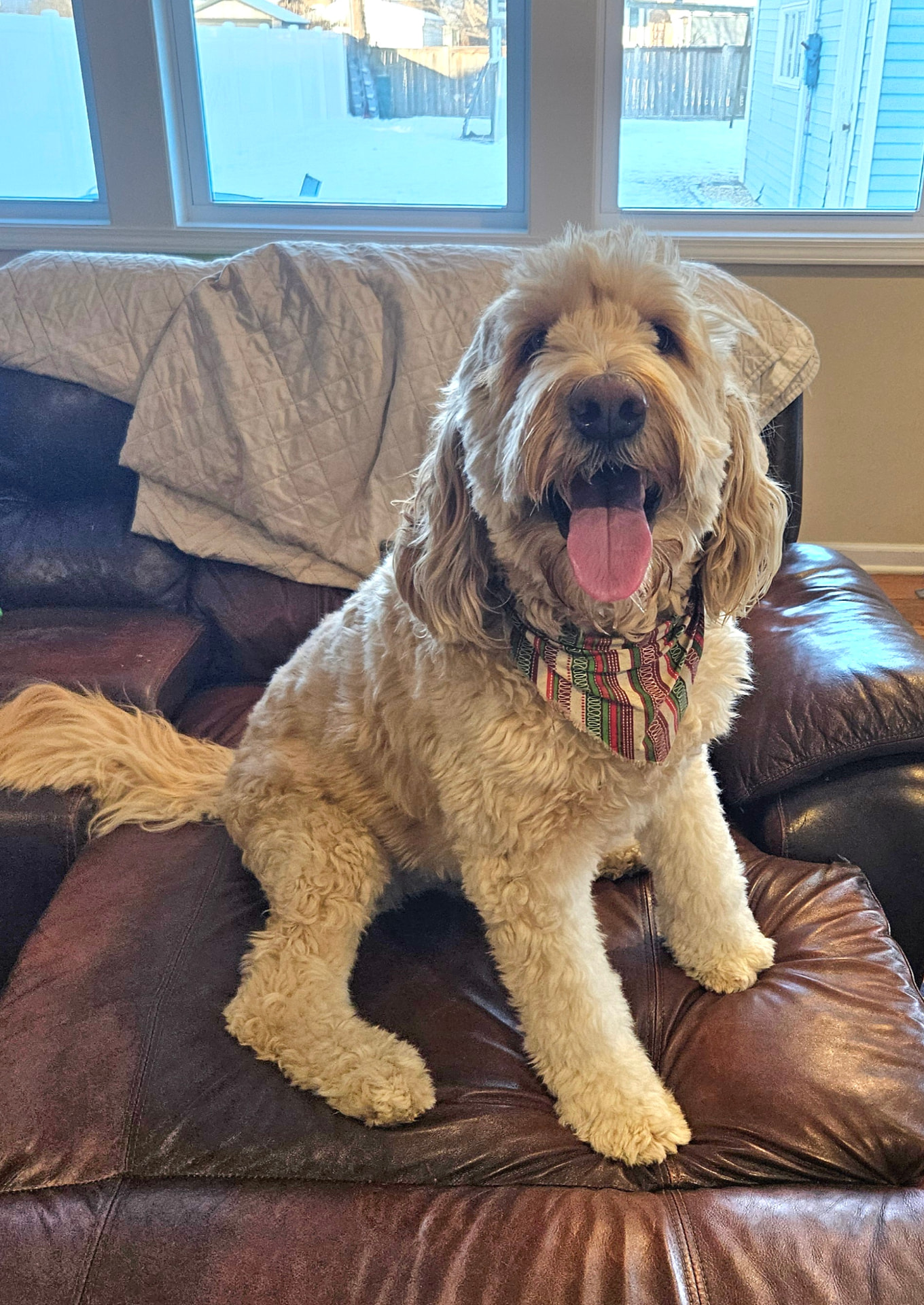 Happy goldendoodle in a bandana sitting on the couch during a pet sitting visit in Elmhurst, IL