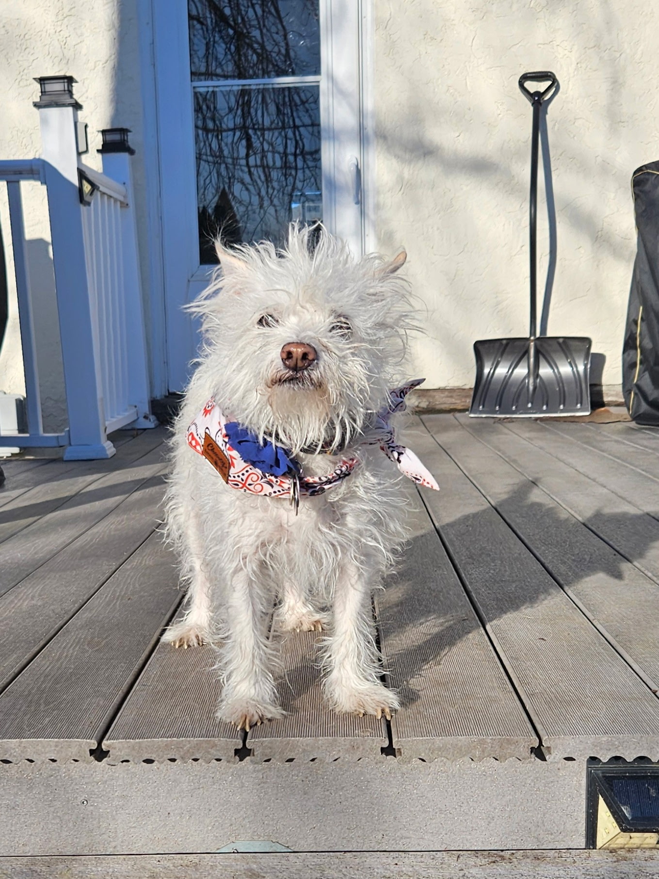 Scruffy white terrier in a bandana on a dog walk in Bensenville, IL