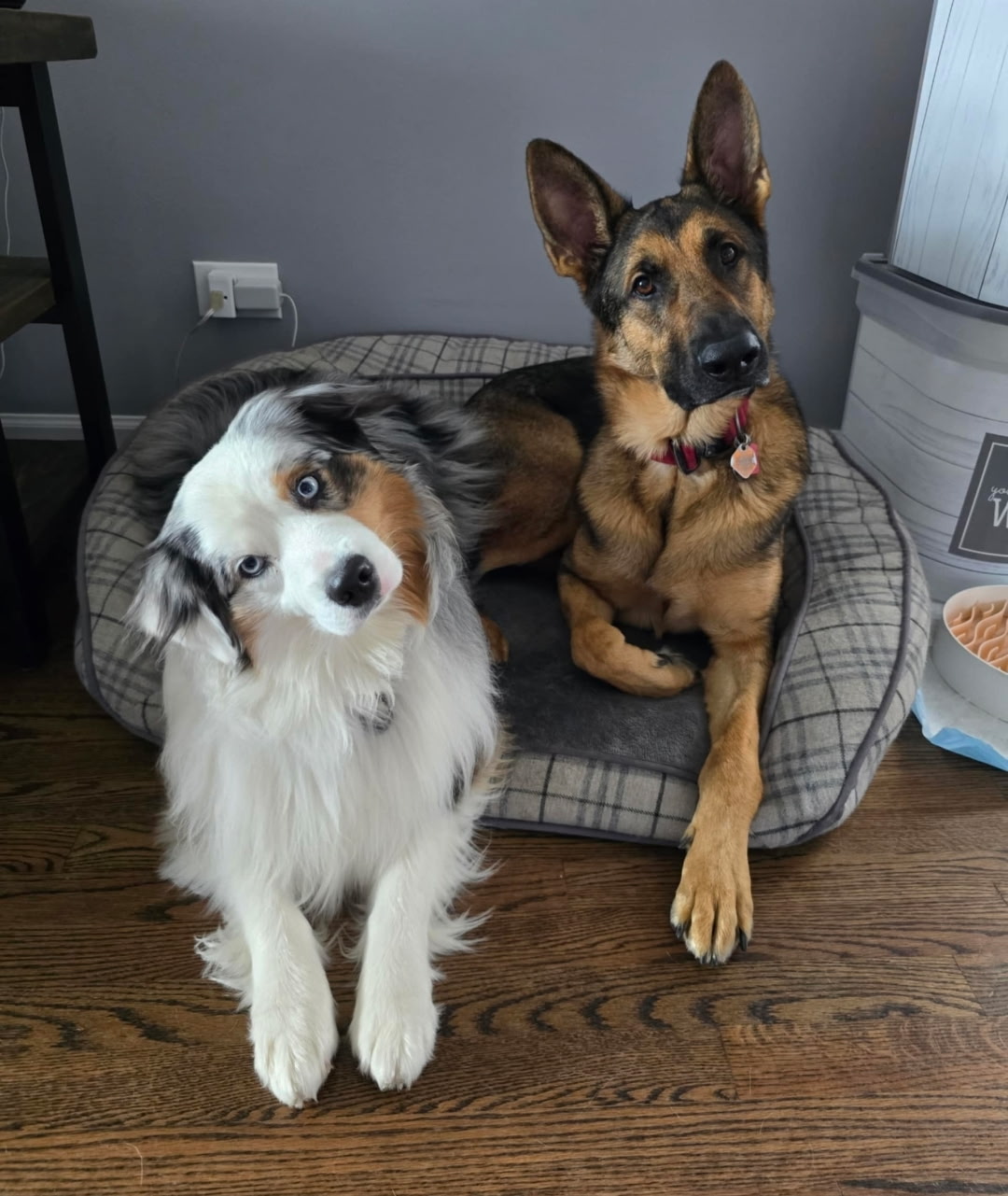 Australian Shepherd and German Shepherd during an in-home pet sitting visit in Elmhurst, IL