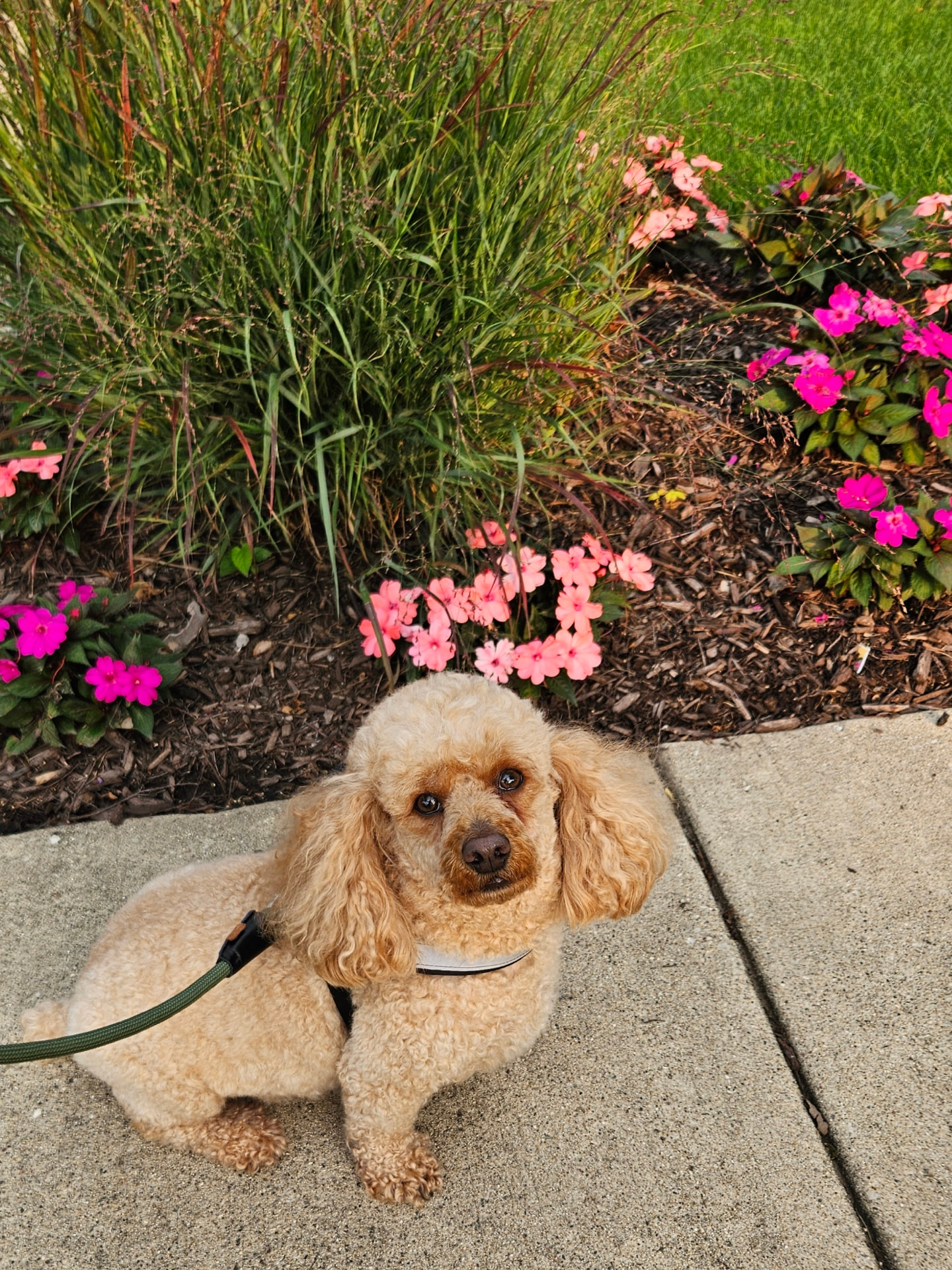 Apricot poodle sitting by pink flowers during a dog walk in Elmhurst, IL