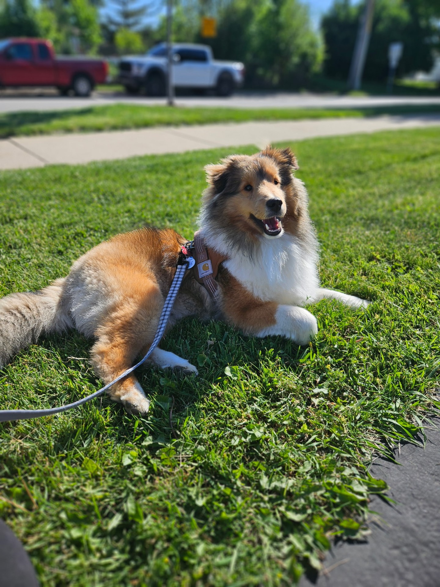 Shetland Sheepdog puppy resting in the grass on a dog walk in Elmhurst, IL