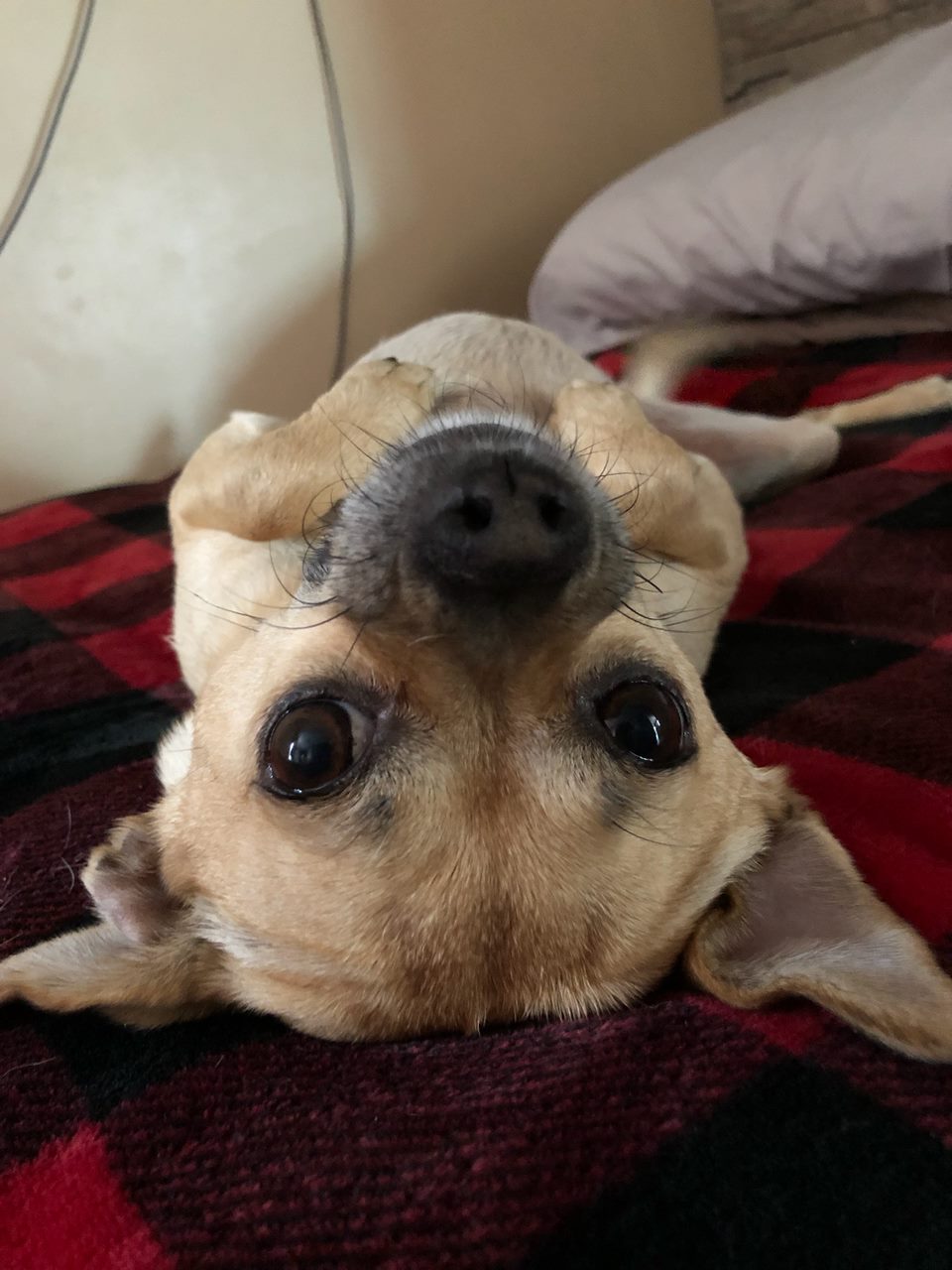 Chihuahua lying upside down on a plaid blanket during a pet sitting visit in Elmhurst, IL