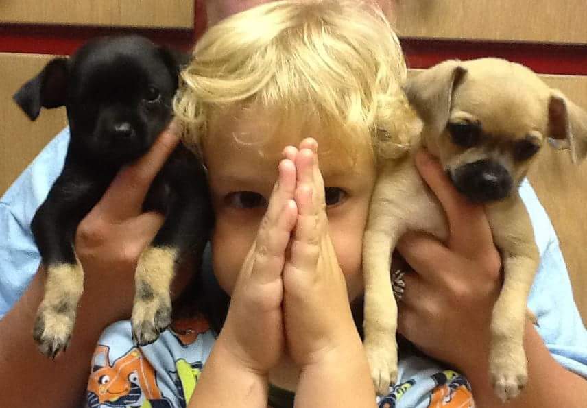 Child holding two chihuahua puppies cared for by Leash Adventures in Elmhurst, IL
