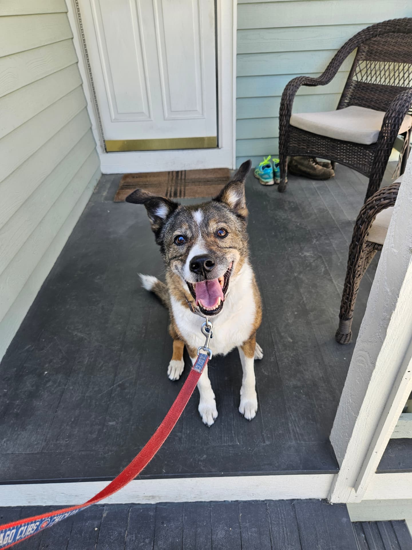 Smiling cattle dog mix sitting on the front porch before a dog walk in Elmhurst, IL
