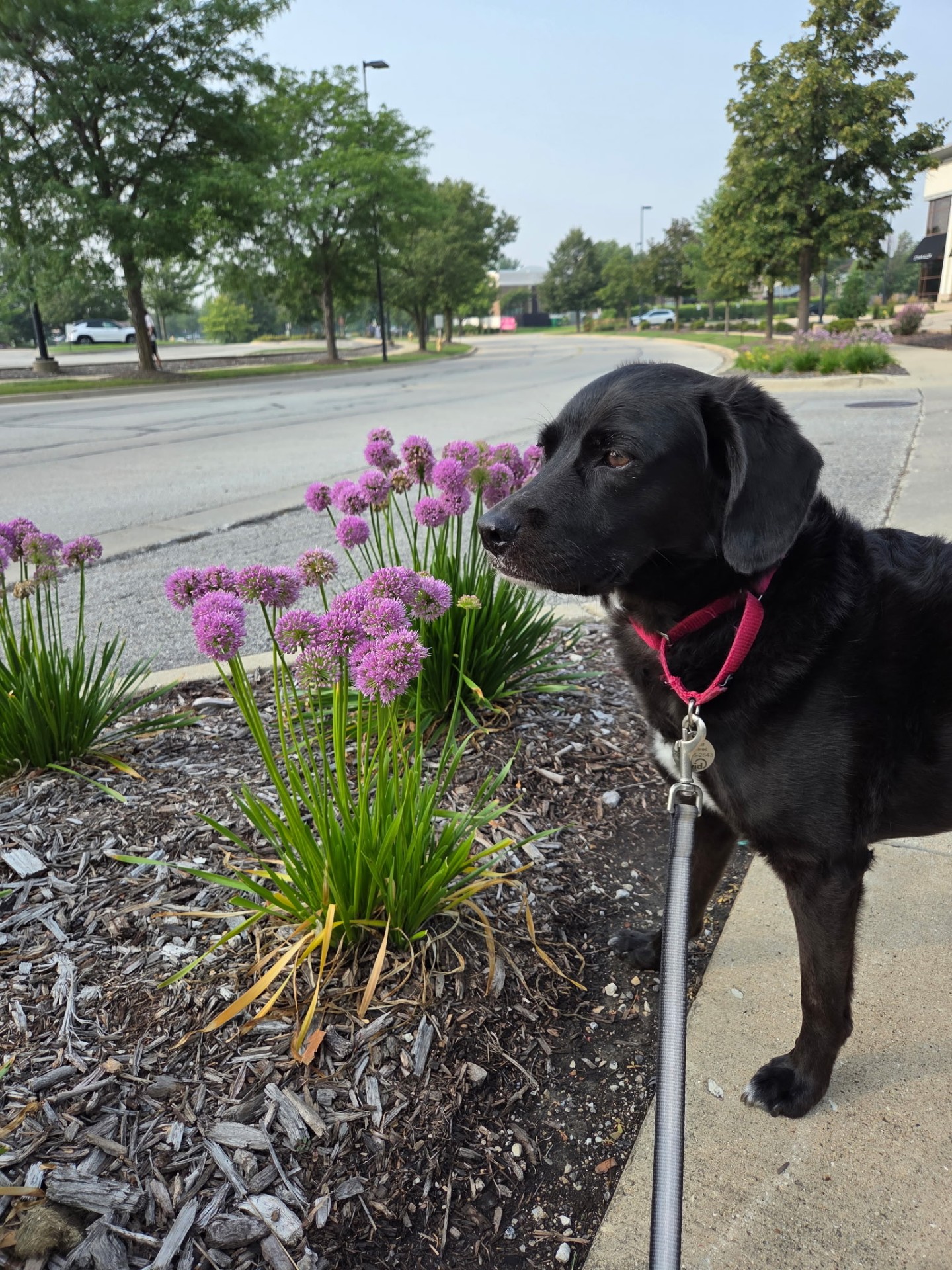 Black Labrador on a dog walk in Lombard, IL