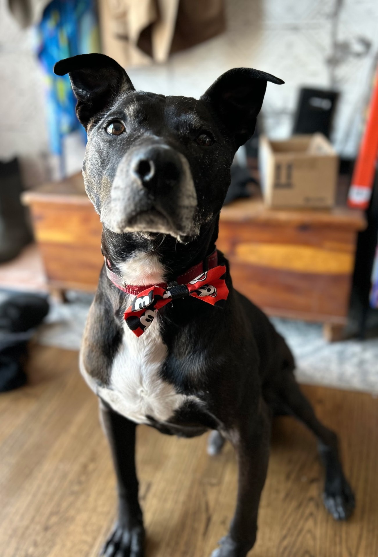 Senior pit bull in a Mickey Mouse bow tie during an in-home pet sitting visit in Elmhurst, IL