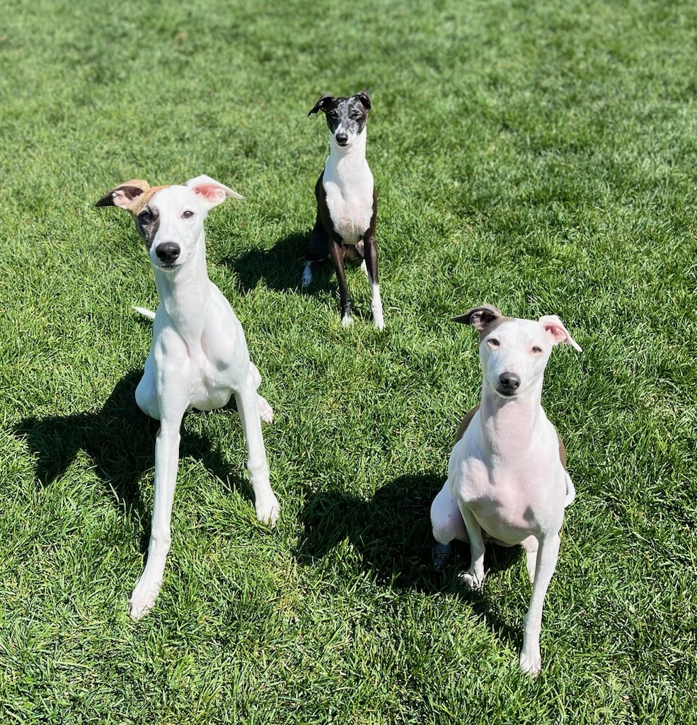 Three whippets sitting in the sunny grass during a pet sitting visit in Elmhurst, IL