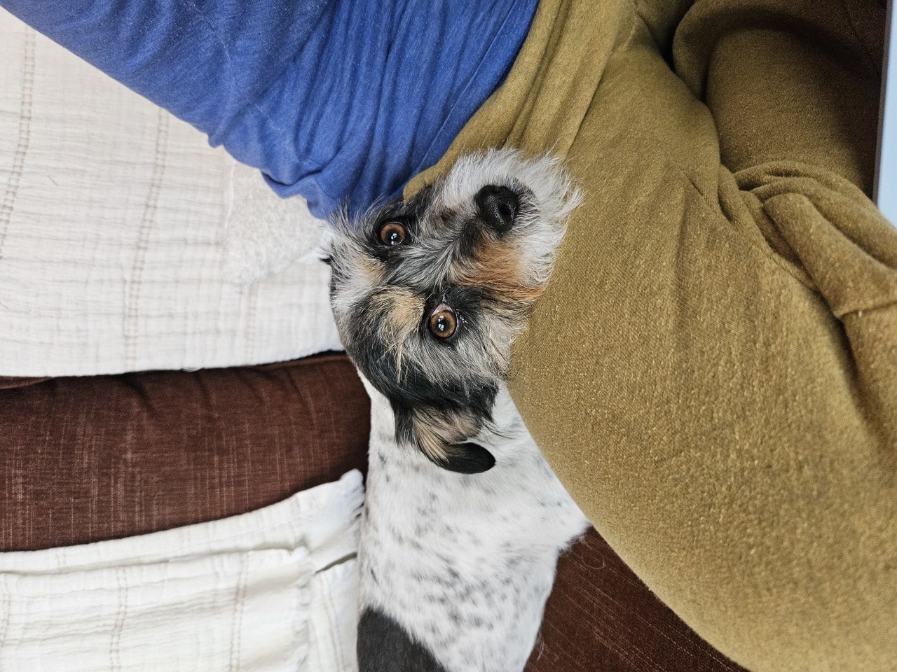 Wirehaired terrier resting his head on a lap during a pet sitting visit in Elmhurst, IL