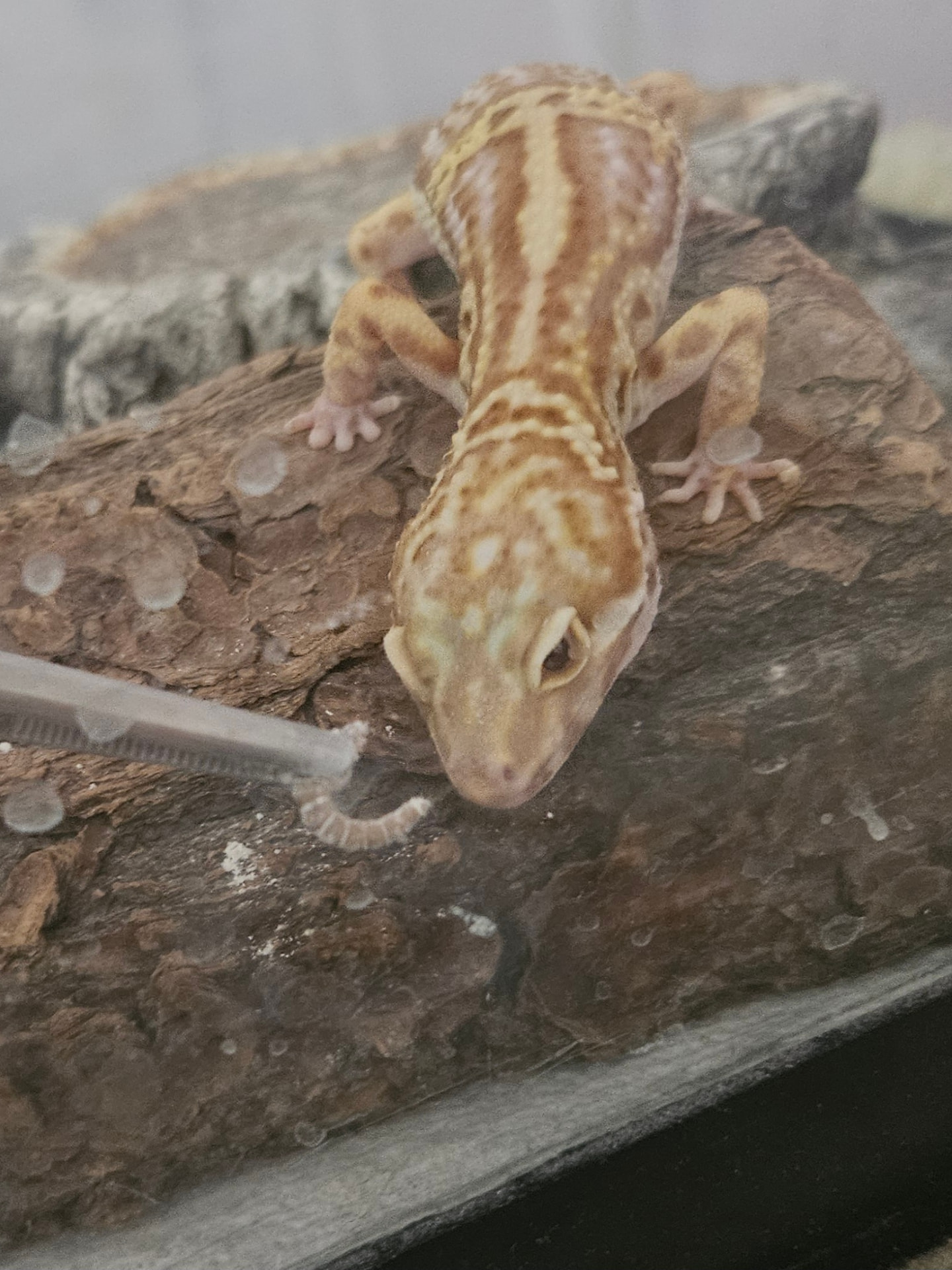 Leopard gecko being cared for during an exotic pet sitting visit in Elmhurst, IL