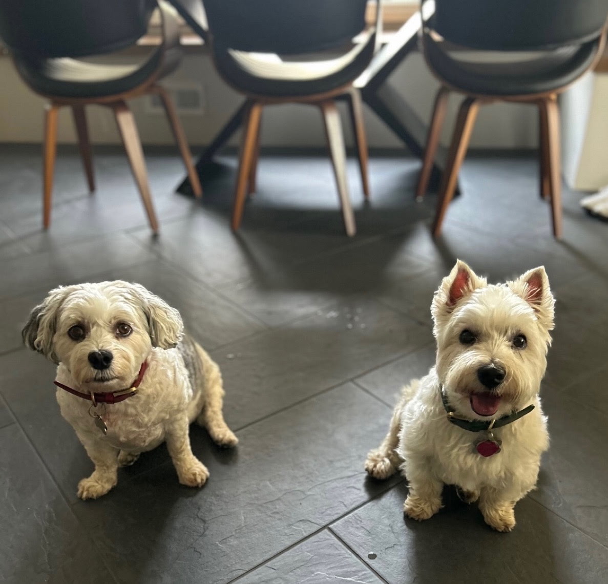 In-Home Pet Sitting & Pet Taxi Service — professional pet care in the Chicago western suburbs