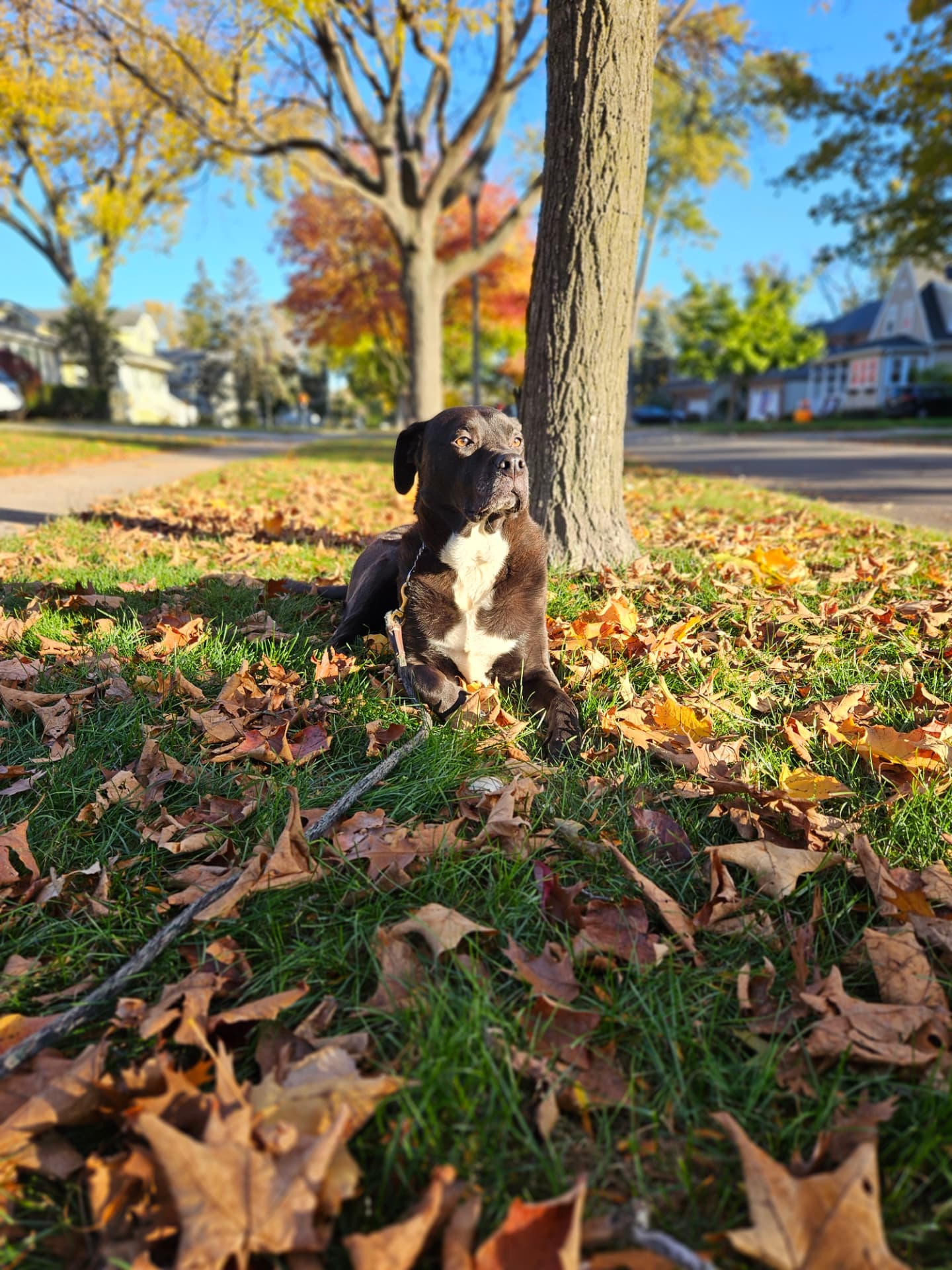 Black lab mix relaxing in autumn leaves on a dog walk in Elmhurst, IL