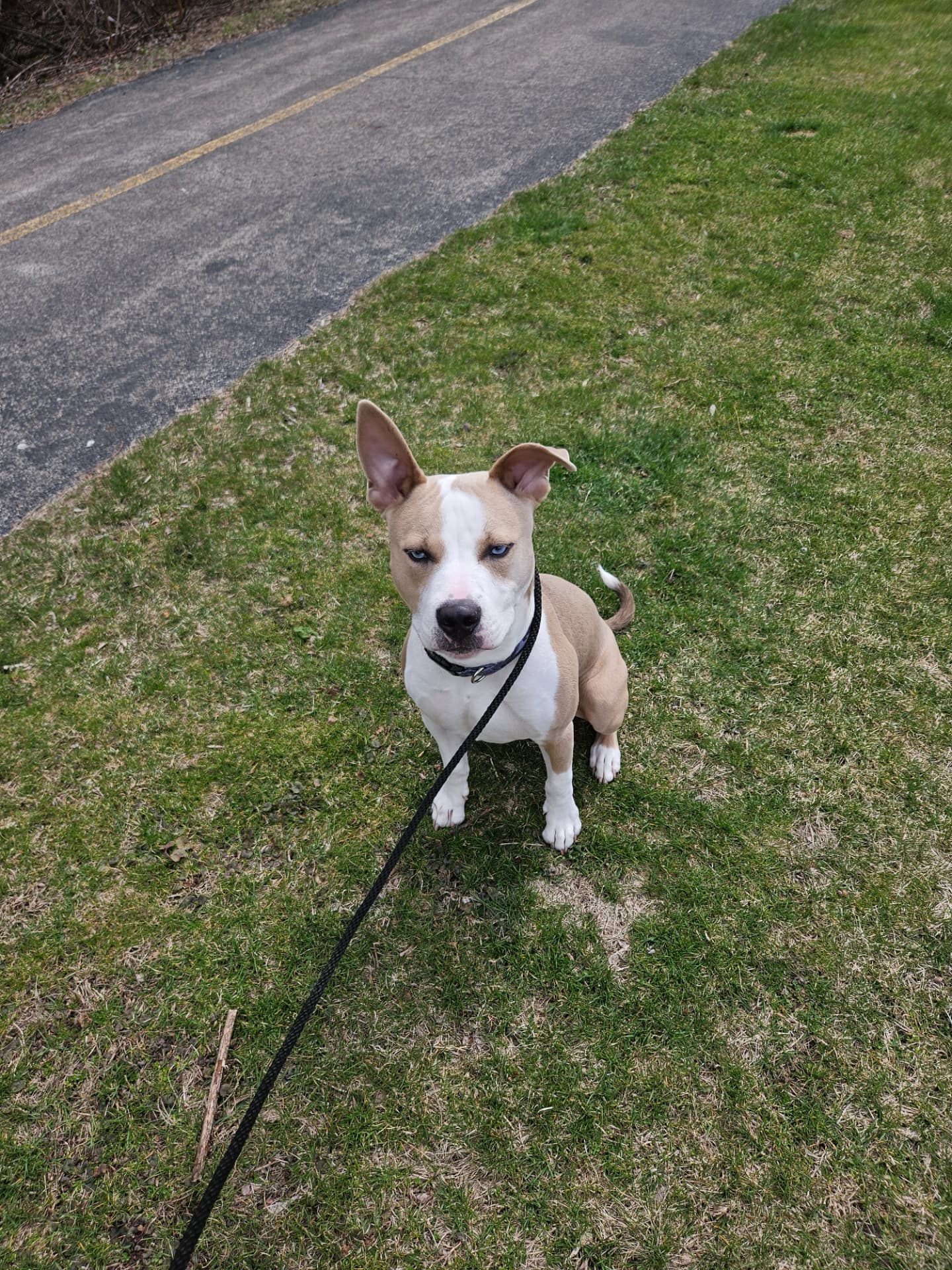 Blue-eyed pit bull puppy sitting beside the trail on a dog walk in Elmhurst, IL