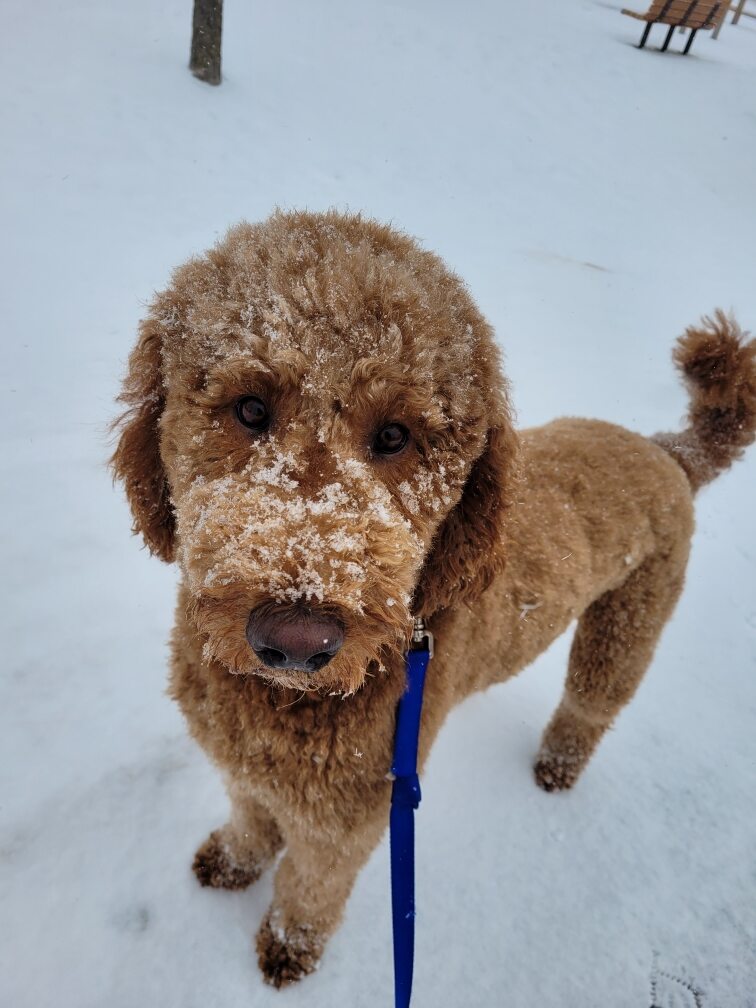 Goldendoodle with snow on his face during a winter dog walk in Elmhurst, IL