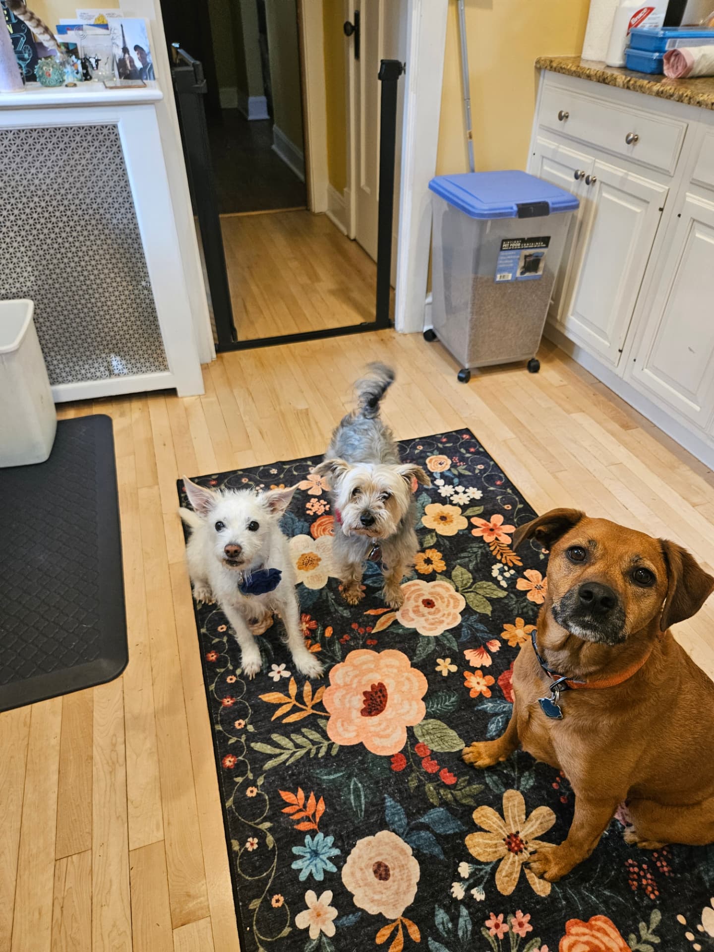 Three small dogs waiting together in the kitchen during a pet sitting visit in Elmhurst, IL