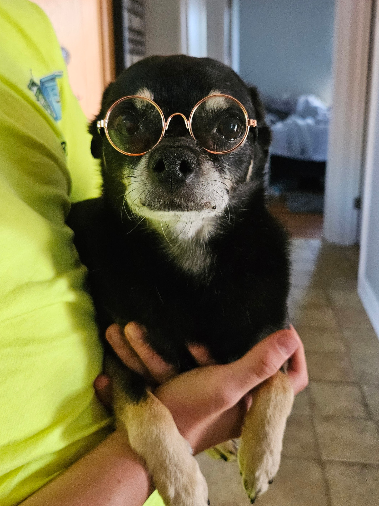 Senior black chihuahua wearing round glasses held by a Leash Adventures pet sitter in Elmhurst, IL
