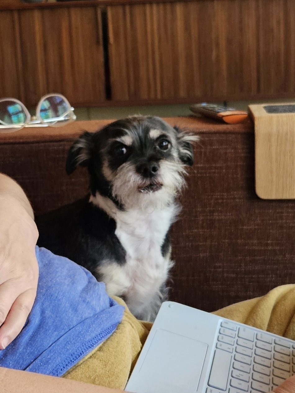 Scruffy black and white terrier mix on the couch during a pet sitting visit in Elmhurst, IL