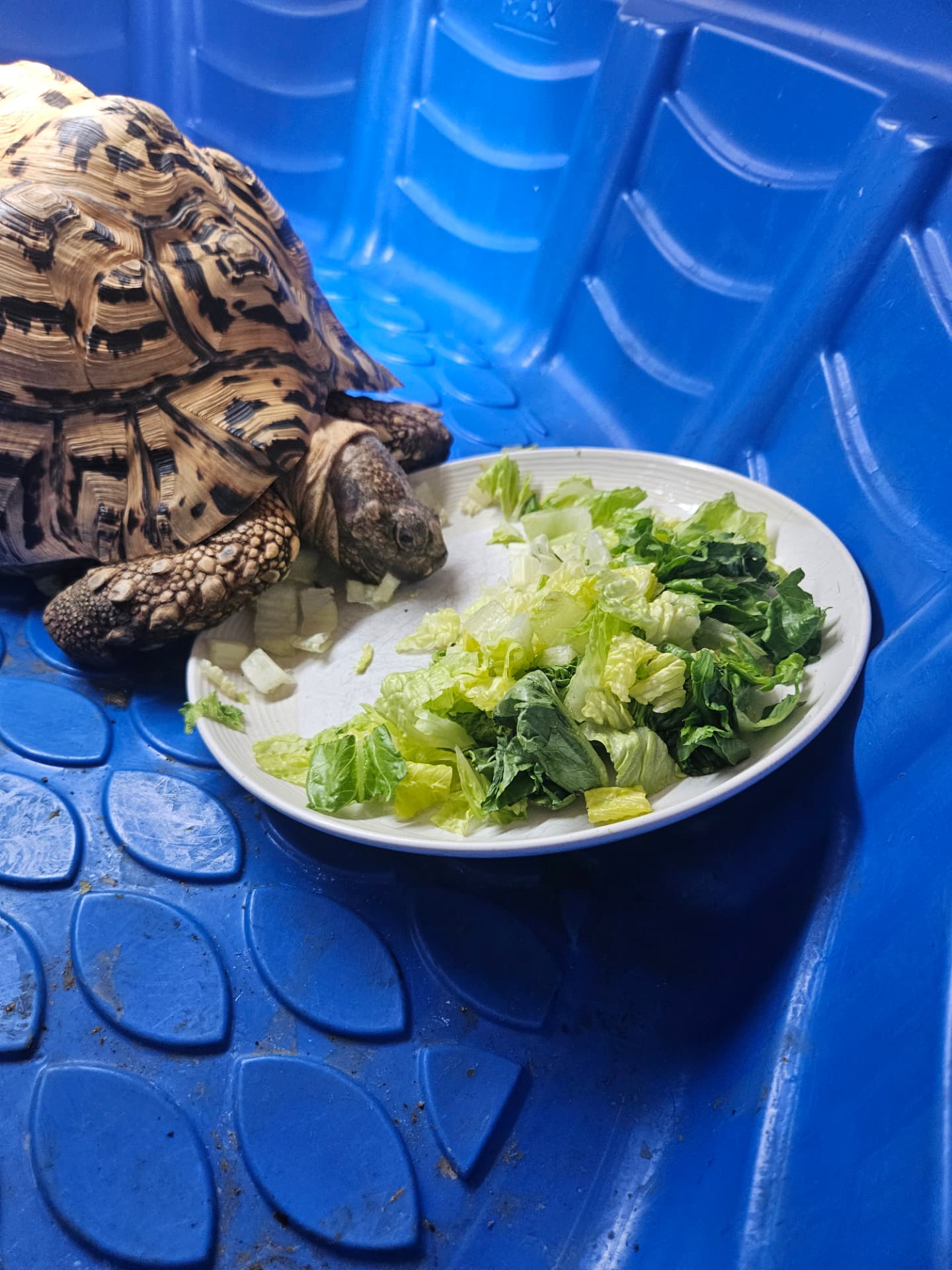 Leopard tortoise eating fresh greens during an exotic pet care visit in Elmhurst, IL