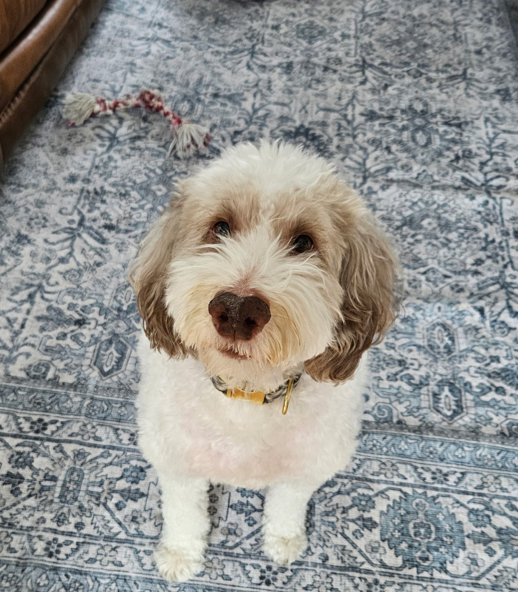 Cavapoo during an in-home pet sitting visit in Elmhurst, IL