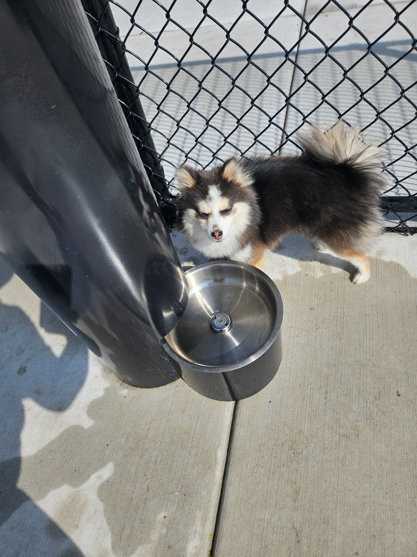 Dog Park Adventures in the Chicago western suburbs