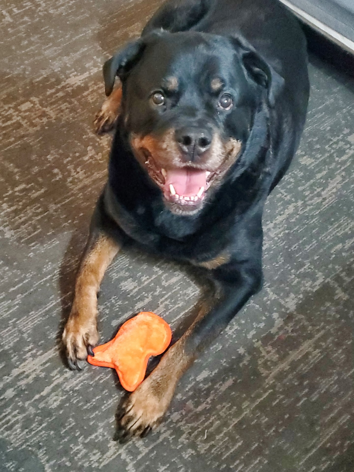 Rottweiler with a toy during a playtime pet sitting visit in Lombard, IL